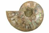 Cut & Polished Ammonite Fossil (Half) - Madagascar #296460-1